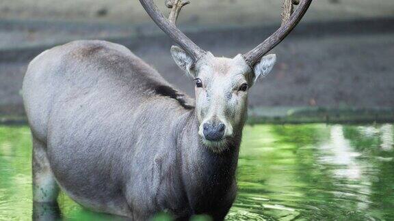 大卫鹿(Elaphurusdaviddianus)或麋鹿或麋鹿凝视头部特写站在森林池塘看着相机