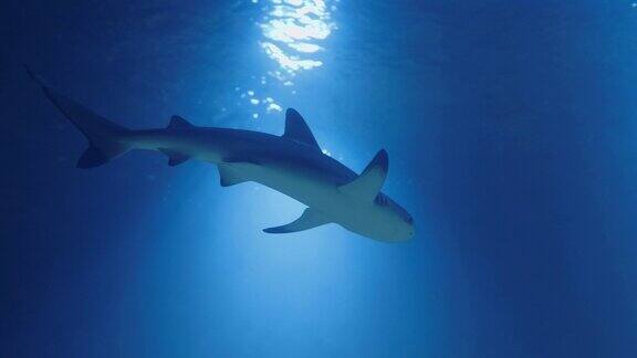鲨鱼从下面水下海洋生物与灰鲨鱼和鱼游泳在清澈的水中潜水-近距离