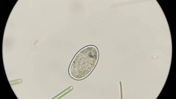 显微镜下的纤毛原生动物草履虫属