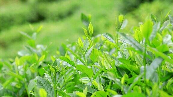 在春天的山上种植绿茶