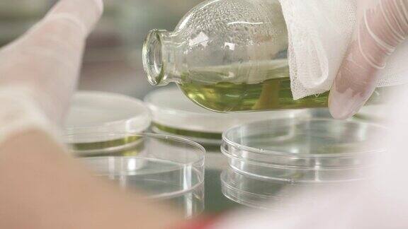 一个特写的实验室技术人员倒液体试剂培养皿在研究实验室生物技术、科学研究
