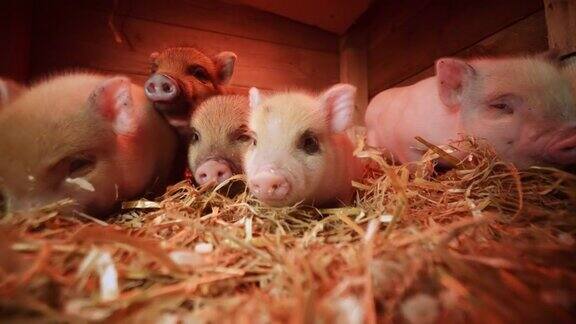 四只可爱的小猪在干草堆里玩耍