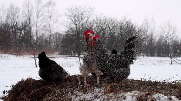 小公鸡和小鸡在房子后院的干草堆里寻找食物乌克兰