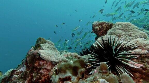 珊瑚礁上的水下带状海胆(刺毛羽海胆)