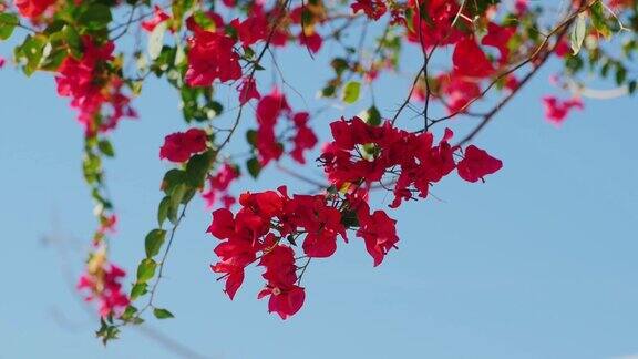 蓝色天空上盛开着奇异的红花