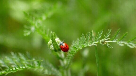 一只瓢虫沿着一片草叶爬到草地上