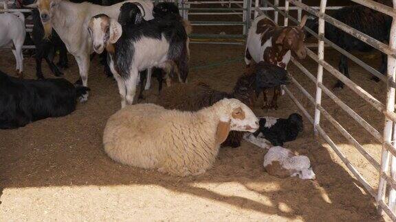 山羊和绵羊在谷仓里躺着走着