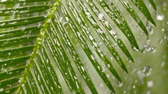 SLOMOTD棕榈叶在大雨中