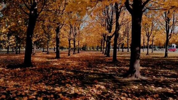 飞过公园里的秋树小巷