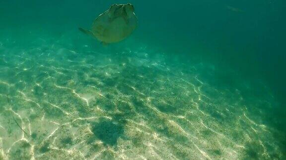水下观海龟在热带水域吃墨西哥阿库马尔