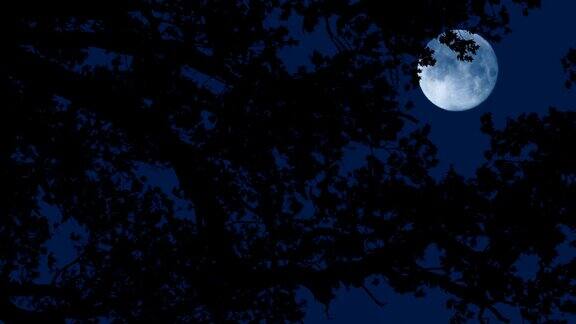 有风之夜树枝后的月亮