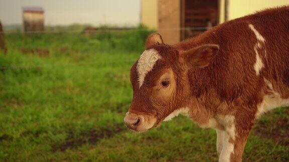 夏天牧场里小牛的肖像