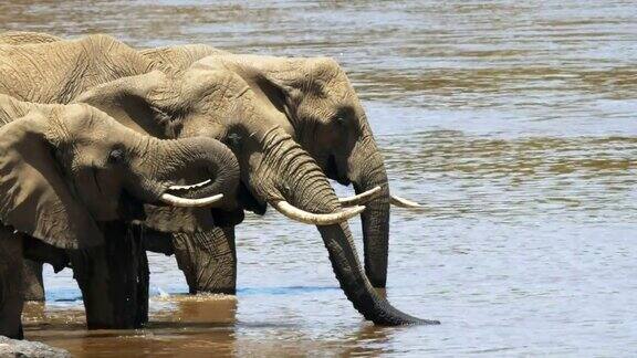 非洲象在马拉河喝水的特写
