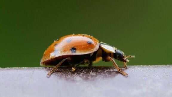 近距离野生动物爬行瓢虫宇宙在野外七星瓢虫斑点瓢虫是欧洲最常见的瓢虫瓢虫昆虫微距拍摄