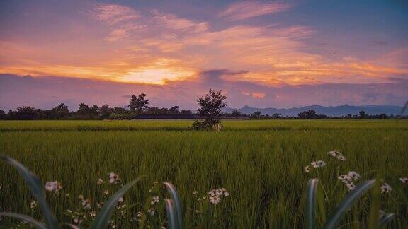 4K时间流逝:稻田和美丽的早晨日出