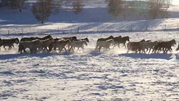 在寒冷的冬天马在白雪皑皑的草地上奔跑