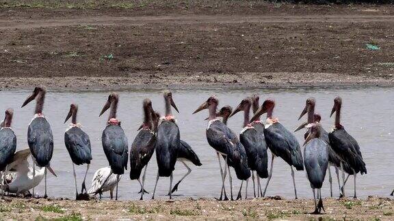 肯尼亚内罗毕公园水附近的鹳leptoptiloscrumeniferus实时4K