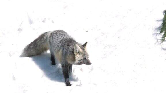 红狐狸走在雪地上