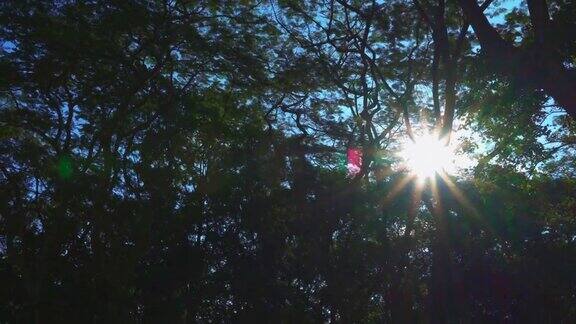 背光照射着美丽的金色阳光与树木在亚洲森林