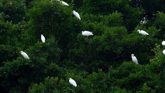 一大片白鹭栖息在树上