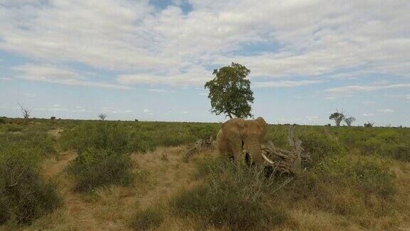 肯尼亚的大象