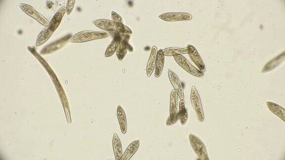 菌落纤毛Paramécium显微镜下观察