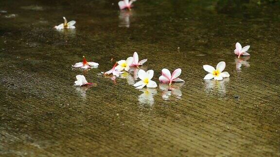 在泰国的雨季雨点落在地板上上面有五颜六色的花朵