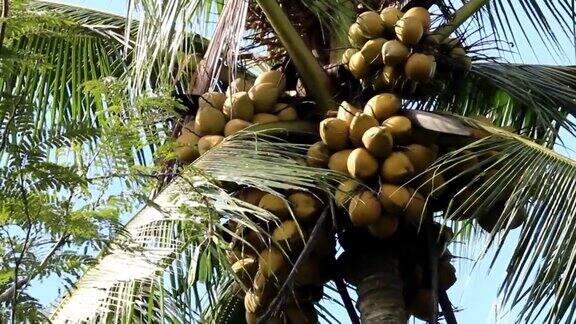 树上有很多黄色的椰子