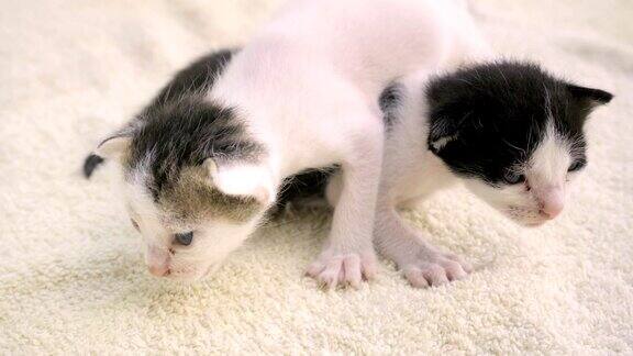 刚出生的小猫正坐在一个轻便的被褥上它们会爬会喵喵叫