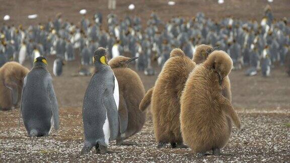 帝企鹅在福克兰群岛梳理毛发