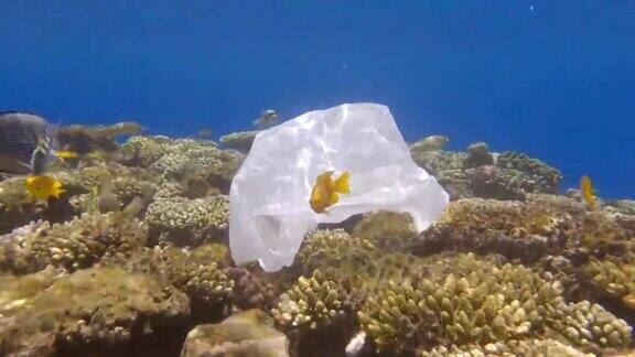 塑料污染的海洋一个废弃的白色塑料袋上的热带珊瑚礁在蓝色的水背景下游泳的热带鱼水下拍摄
