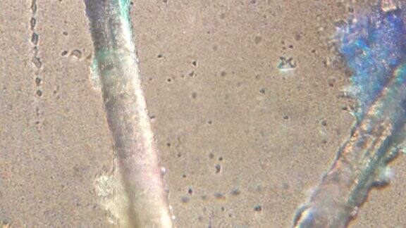 显微镜观察人类的头发(睫毛和眉毛)在显微镜下将根部和毛茎放大150倍