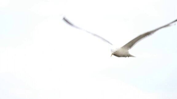 海鸥在机场上空飞翔
