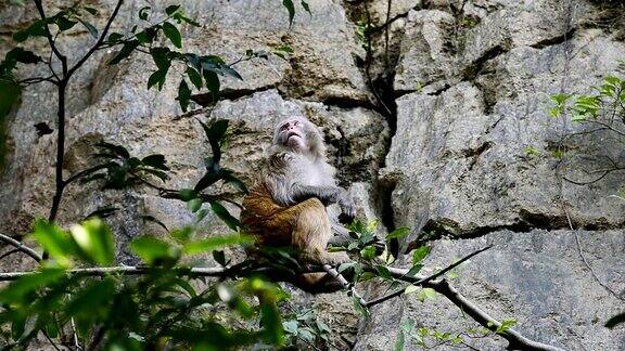 日常生活的野生猕猴正在吃嫩叶