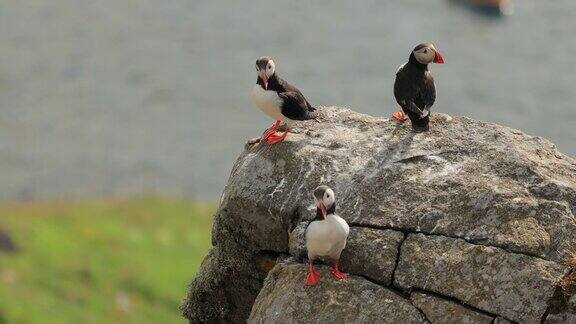 大西洋海雀(北极海雀)栖息在挪威伦德岛的岩石上