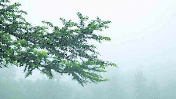 冷杉树枝在雨中