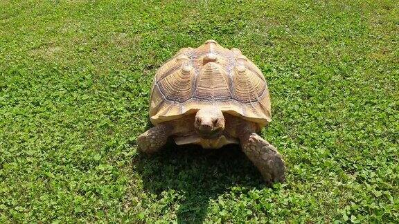 大乌龟在绿色草坪上快速行走的特写镜头