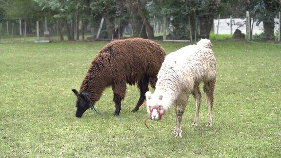 牧场上吃草的美洲驼和羊驼