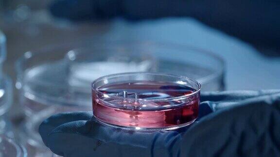 在实验室里摆弄培养皿的科学家