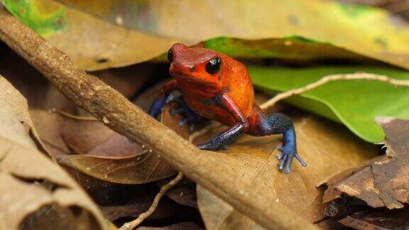 蓝色牛仔裤毒箭蛙在它的自然栖息地在加勒比