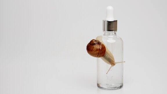 一只蜗牛爬过一瓶血清浅灰色背景近距离拍摄复制左边的空间