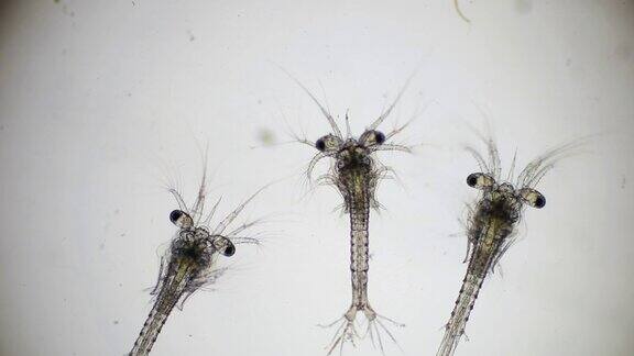 光学显微镜下观察凡纳滨对虾的Zoea期显微镜下观察虾幼虫对虾白虾无节幼体Zoea幼虫背景
