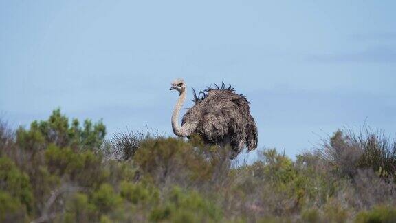 南非开普敦鸵鸟独自站在田野里风吹动着它的羽毛