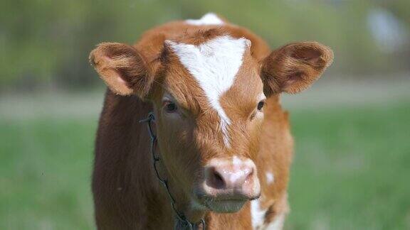 在夏日的绿色牧场上吃草的小牛的头像在农田草原上喂牛