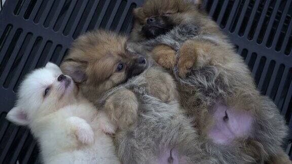 小狗们睡在一起一群可爱的兄弟姐妹