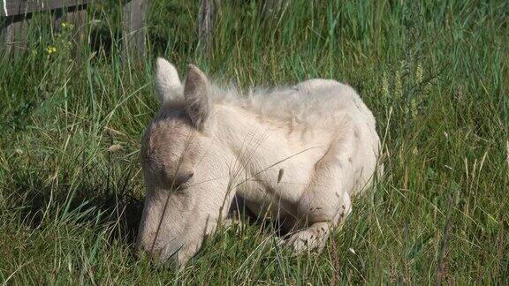 新生的小马驹躺在草地上睡觉