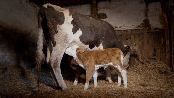 美丽的双胞胎小牛在一个农场的马厩挤奶