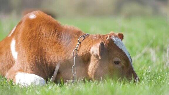 夏天的一天小牛犊在绿色的草地上休息在农场草地上饲养牛