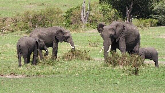 非洲象loxodontaafricana群吃灌木丛马赛马拉公园在肯尼亚实时4K