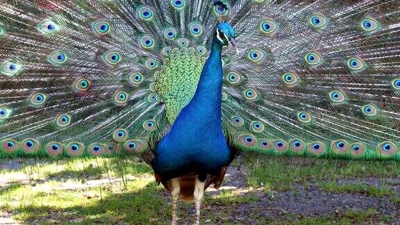 美丽的孔雀在展示他的尾巴